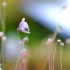 Utricularia livida -- Wasserschlauch 